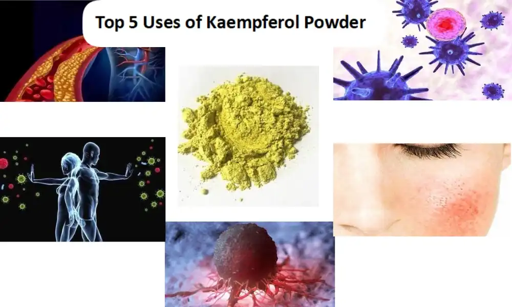 Top 5 Uses of Kaempferol Powder